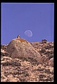 10554-00011-Golden Eagle, Aquila chrysaetos.jpg