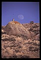 10554-00012-Golden Eagle, Aquila chrysaetos.jpg