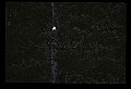 10555-00045-Bald Eagles, Haliaeetus leucocephalus.jpg