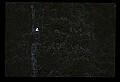10555-00046-Bald Eagles, Haliaeetus leucocephalus.jpg