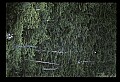 10555-00048-Bald Eagles, Haliaeetus leucocephalus.jpg
