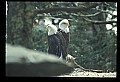 10555-00051-Bald Eagles, Haliaeetus leucocephalus.jpg