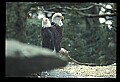 10555-00052-Bald Eagles, Haliaeetus leucocephalus.jpg