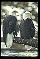 10555-00064-Bald Eagles, Haliaeetus leucocephalus.jpg
