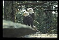 10555-00069-Bald Eagles, Haliaeetus leucocephalus.jpg