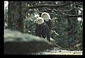 10555-00070-Bald Eagles, Haliaeetus leucocephalus.jpg