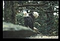 10555-00071-Bald Eagles, Haliaeetus leucocephalus.jpg