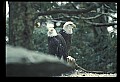10555-00073-Bald Eagles, Haliaeetus leucocephalus.jpg