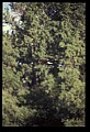 10555-00081-Bald Eagles, Haliaeetus leucocephalus.jpg