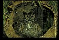 10565-00024-Great Horned Owl, Bubo virginianus.jpg