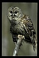 10566-00003-Barred Owl, Strix varia.jpg