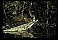 10566-00004-Barred Owl, Strix varia.jpg