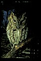 10567-00010-Screech Owl, Otus asio.jpg