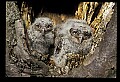 10567-00023-Screech Owl, Otus asio.jpg