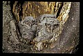 10567-00024-Screech Owl, Otus asio.jpg