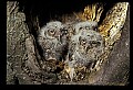 10567-00025-Screech Owl, Otus asio.jpg