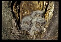 10567-00026-Screech Owl, Otus asio.jpg