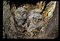10567-00027-Screech Owl, Otus asio.jpg