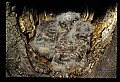 10567-00028-Screech Owl, Otus asio.jpg