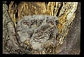 10567-00029-Screech Owl, Otus asio.jpg