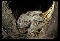 10567-00030-Screech Owl, Otus asio.jpg