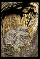 10567-00031-Screech Owl, Otus asio.jpg