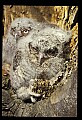 10567-00032-Screech Owl, Otus asio.jpg