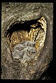 10567-00033-Screech Owl, Otus asio.jpg