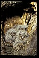 10567-00036-Screech Owl, Otus asio.jpg