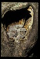 10567-00037-Screech Owl, Otus asio.jpg