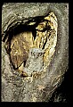 10567-00038-Screech Owl, Otus asio.jpg
