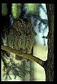 10567-00042-Screech Owl, Otus asio.jpg