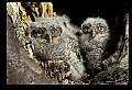 10567-00044-Screech Owl, Otus asio.jpg