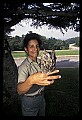 10567-00050-Screech Owl, Otus asio.jpg
