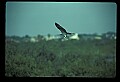 10581-00001-Osprey, Pandion halliaetus.jpg