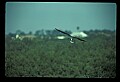 10581-00002-Osprey, Pandion halliaetus.jpg