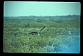 10581-00003-Osprey, Pandion halliaetus.jpg