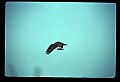 10581-00004-Osprey, Pandion halliaetus.jpg