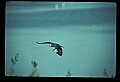 10581-00005-Osprey, Pandion halliaetus.jpg