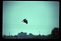 10581-00006-Osprey, Pandion halliaetus.jpg