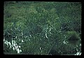 10581-00007-Osprey, Pandion halliaetus.jpg
