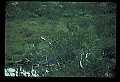 10581-00010-Osprey, Pandion halliaetus.jpg