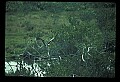 10581-00011-Osprey, Pandion halliaetus.jpg