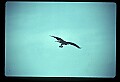 10581-00012-Osprey, Pandion halliaetus.jpg