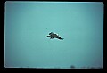 10581-00013-Osprey, Pandion halliaetus.jpg