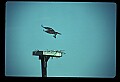 10581-00014-Osprey, Pandion halliaetus.jpg