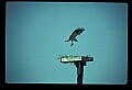 10581-00015-Osprey, Pandion halliaetus.jpg