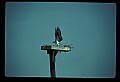 10581-00016-Osprey, Pandion halliaetus.jpg