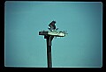 10581-00017-Osprey, Pandion halliaetus.jpg