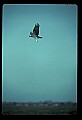 10581-00018-Osprey, Pandion halliaetus.jpg